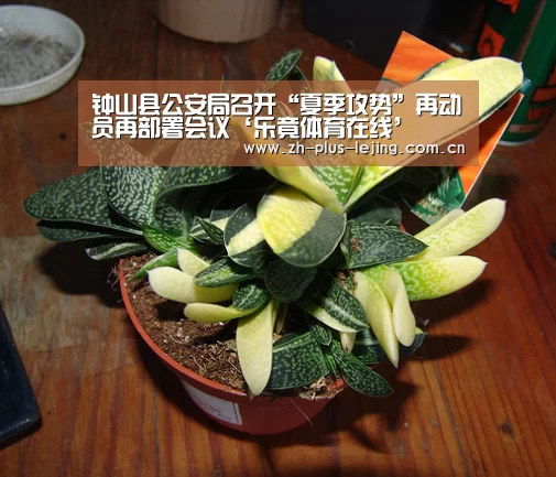 乐竟体育app